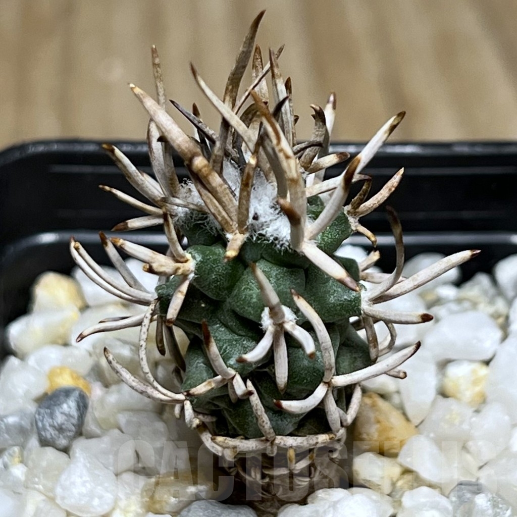 SHPR19000 Turbinicarpus flaviflorus VM 1016