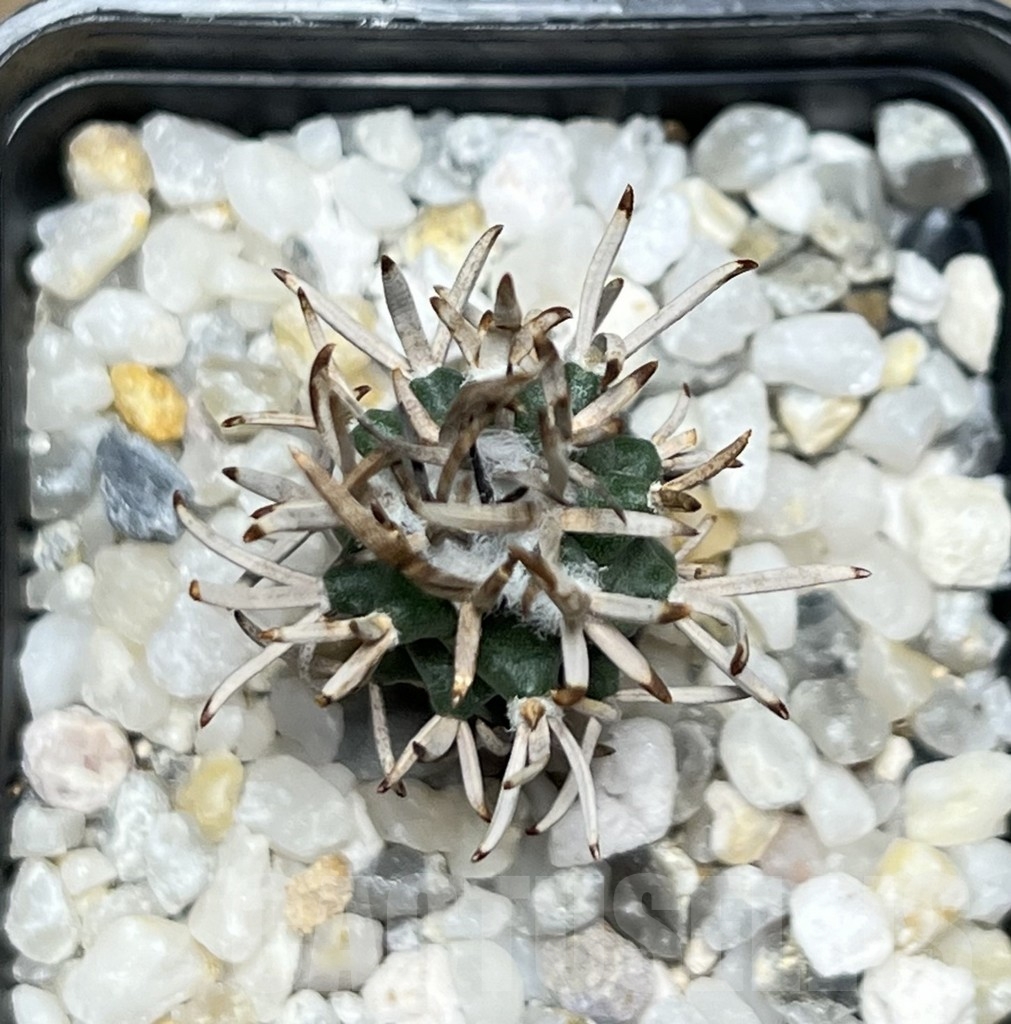 SHPR19000 Turbinicarpus flaviflorus VM 1016 - 画像 (2)