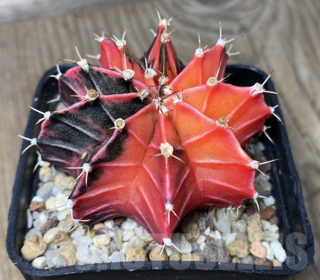 VVG18387 Gymnocalycium friedrichii LB 2178 hybrid f. variegata, seedling - Image 4
