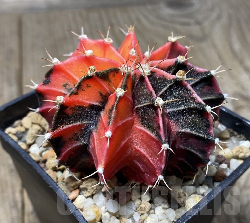 VVG18387 Gymnocalycium friedrichii LB 2178 hybrid f. variegata, seedling