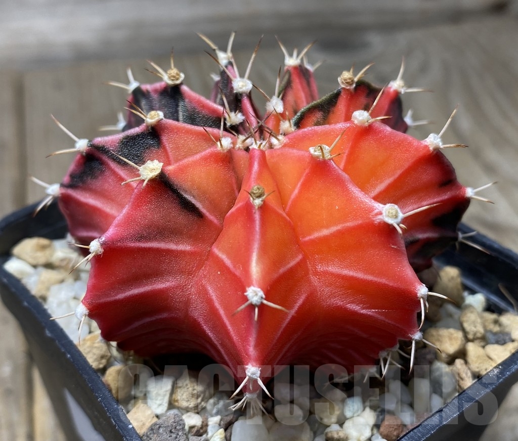 VVG18387 Gymnocalycium friedrichii LB 2178 hybrid f. variegata, seedling - Image 3