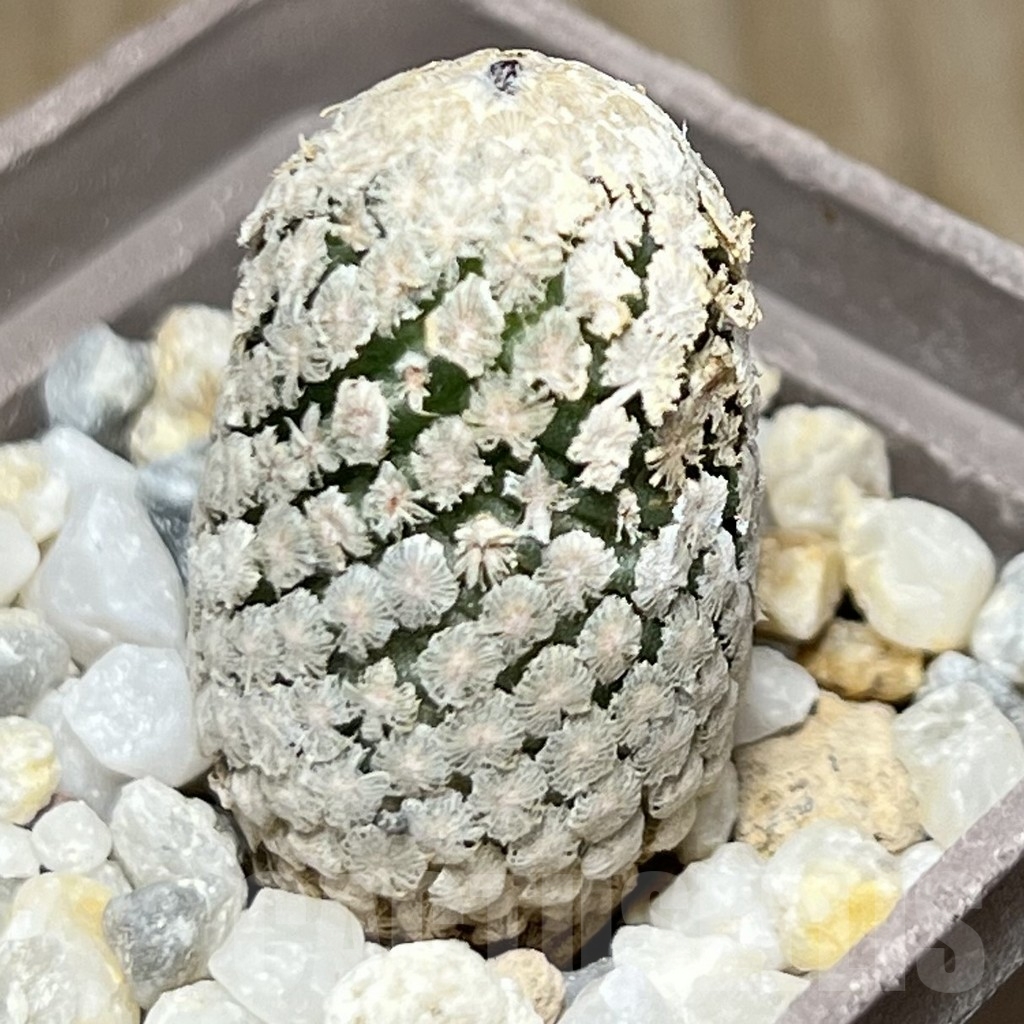 SHPR19001 Turbinicarpus valdezianus v. albiflorus - 画像 (2)