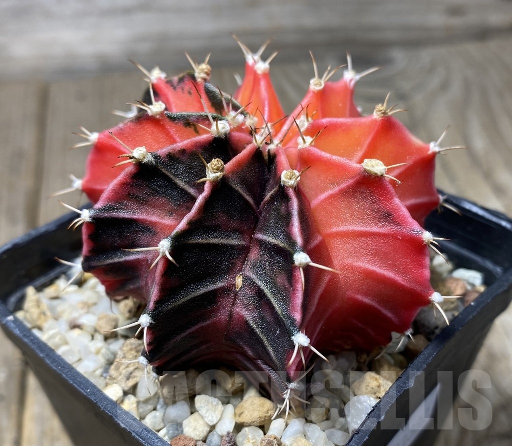VVG18387 Gymnocalycium friedrichii LB 2178 hybrid f. variegata, seedling - Image 2