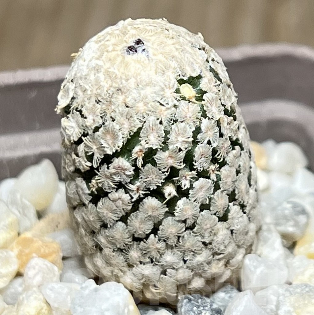 SHPR19001 Turbinicarpus valdezianus v. albiflorus