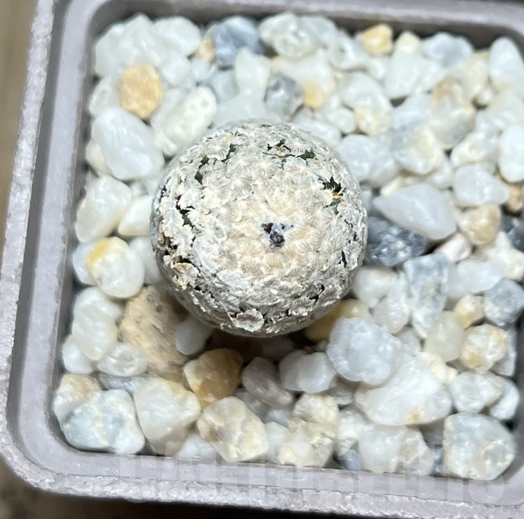 SHPR19001 Turbinicarpus valdezianus v. albiflorus - 画像 (3)