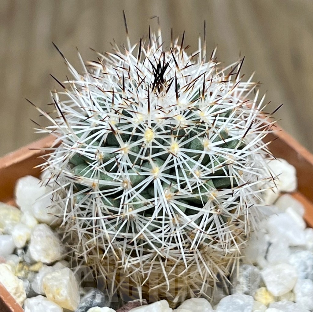 SHPR19003 Turbinicarpus beguinii