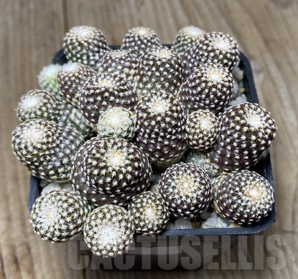 VVG18389 Copiapoa laui seedling own roots age over 10 years - Image 2