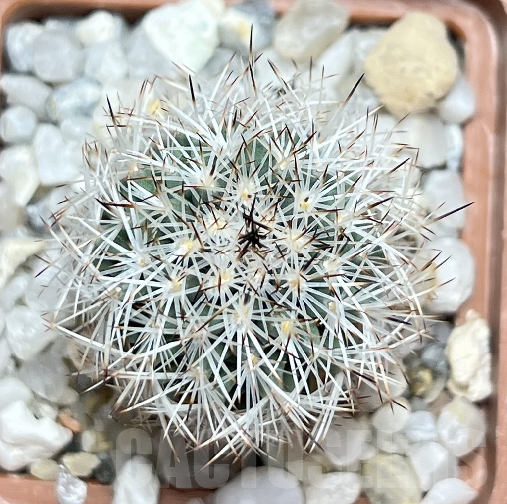 SHPR19003 Turbinicarpus beguinii - immagine 2