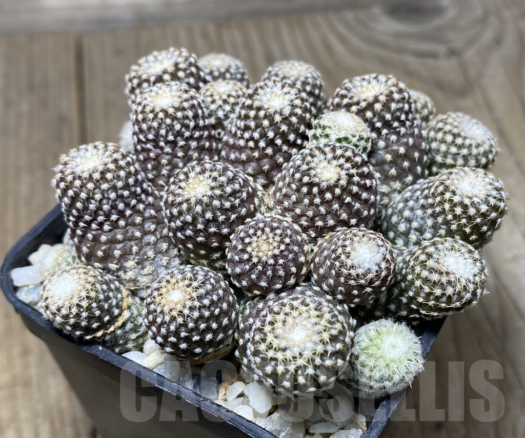 VVG18389 Copiapoa laui seedling own roots age over 10 years - Image 3