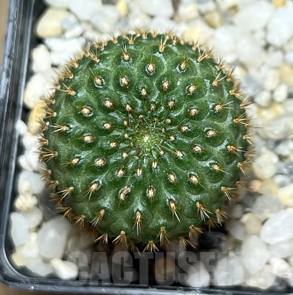 SHPR19004 Rebutia mandingaensis HJ 421 - immagine 2