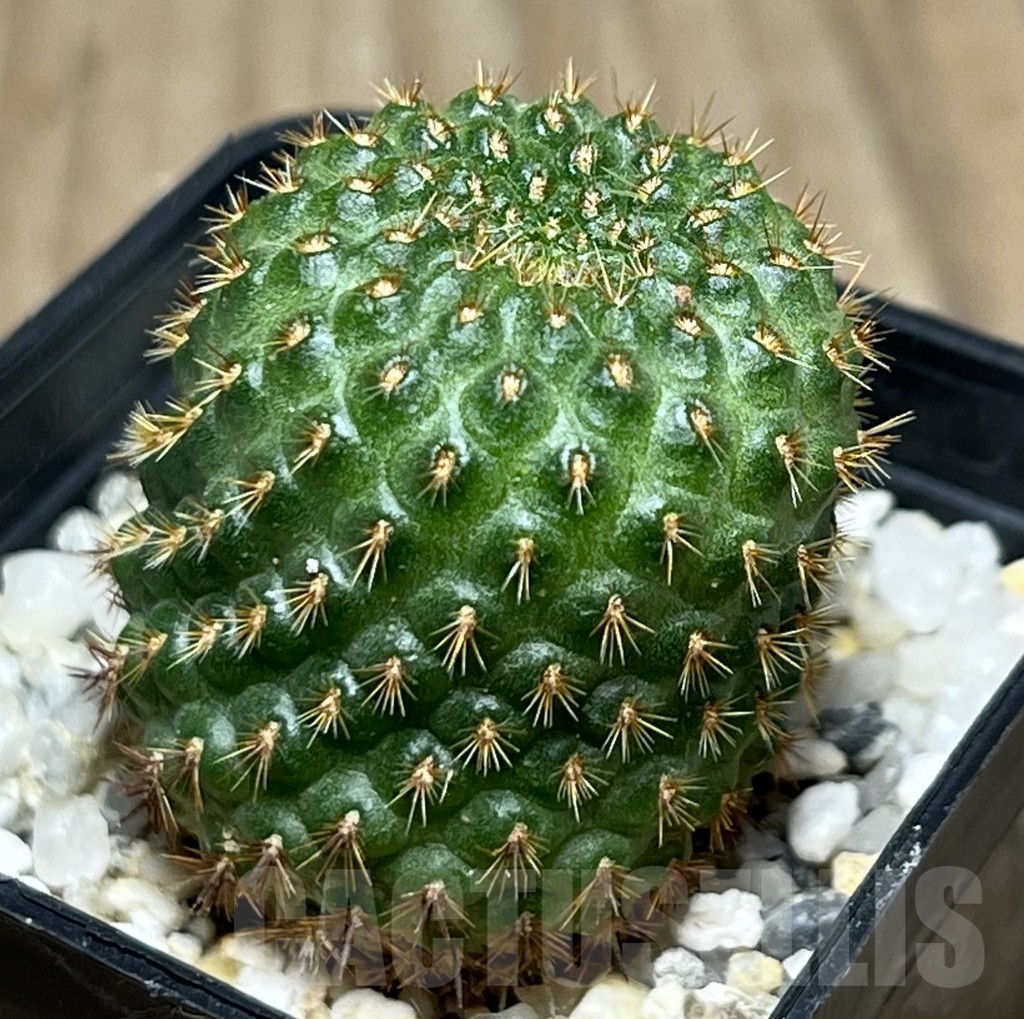 SHPR19004 Rebutia mandingaensis HJ 421