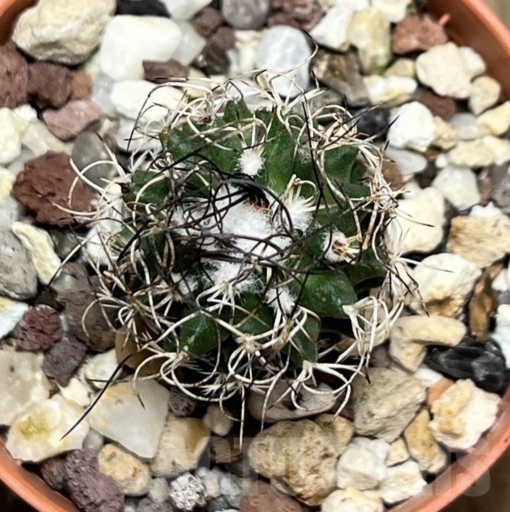 SHPR19006 Turbinicarpus krainzianus – Bild 3