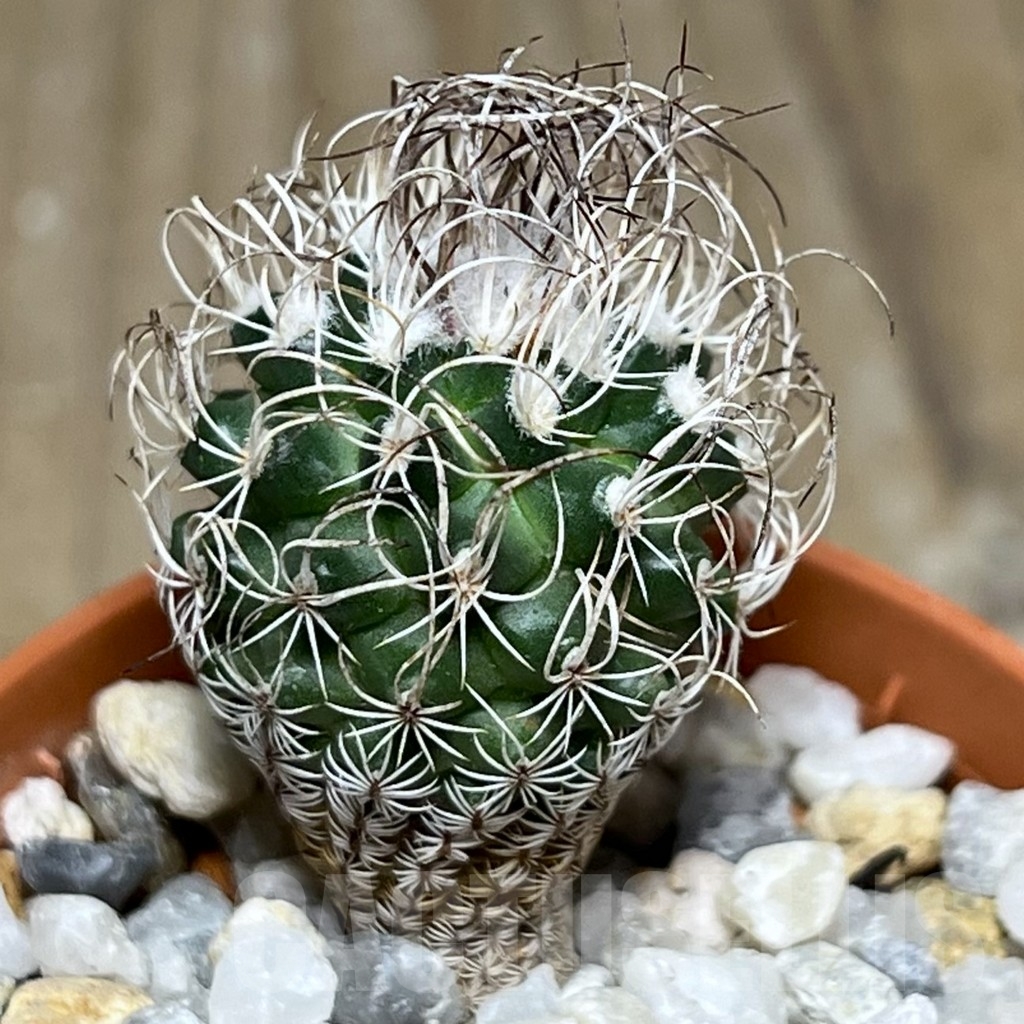 SHPR19007 Turbinicarpus krainzianus