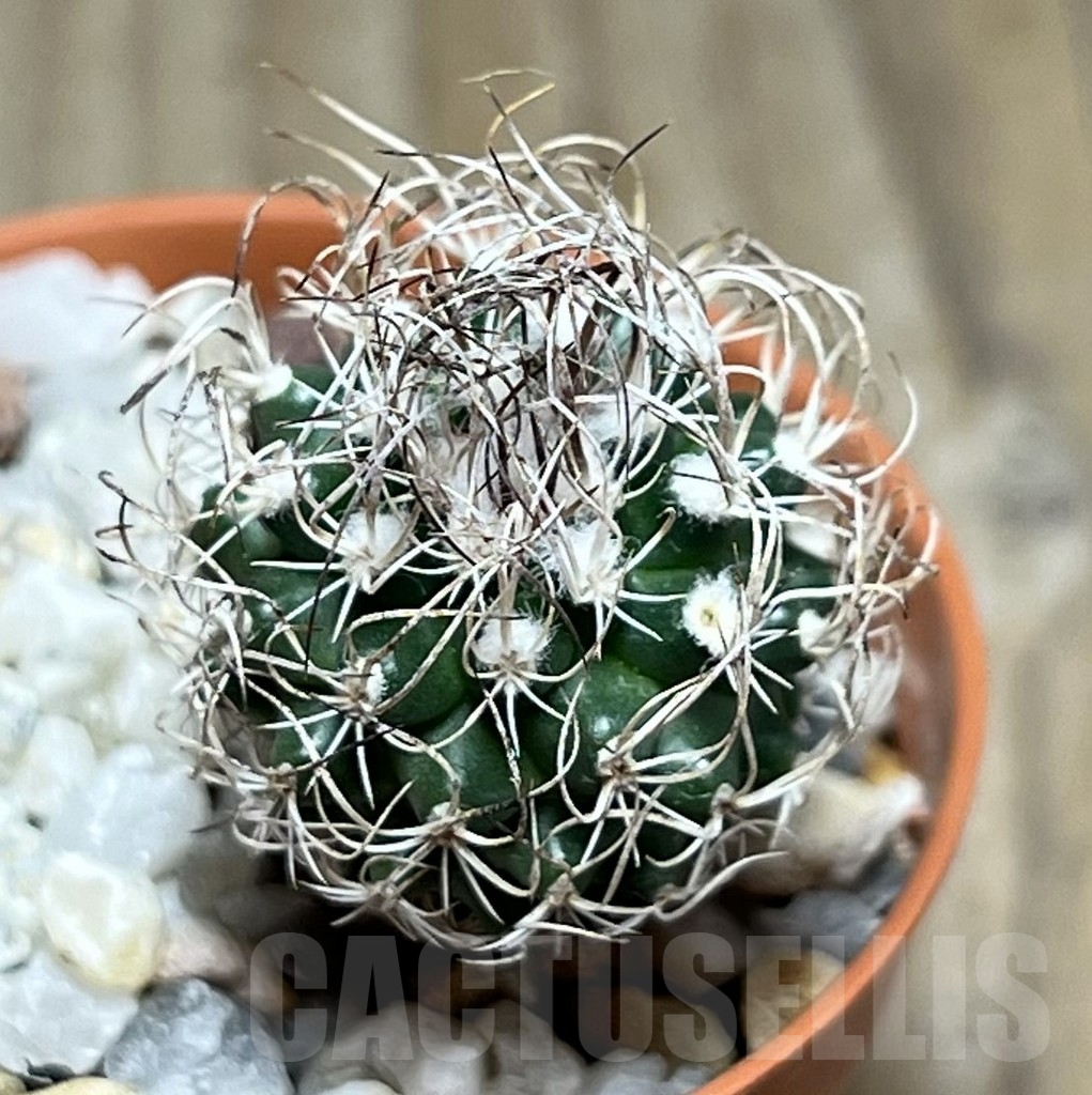 SHPR19007 Turbinicarpus krainzianus – Bild 2