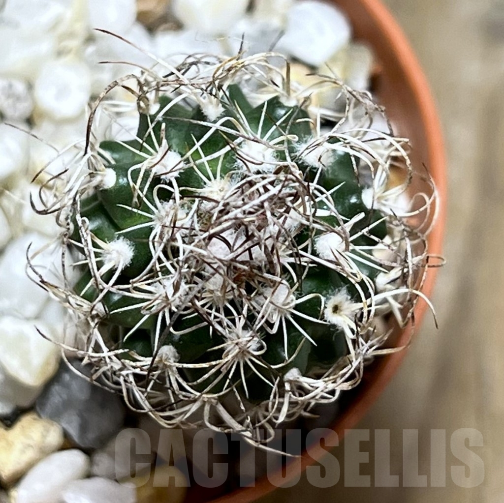 SHPR19007 Turbinicarpus krainzianus – Bild 3