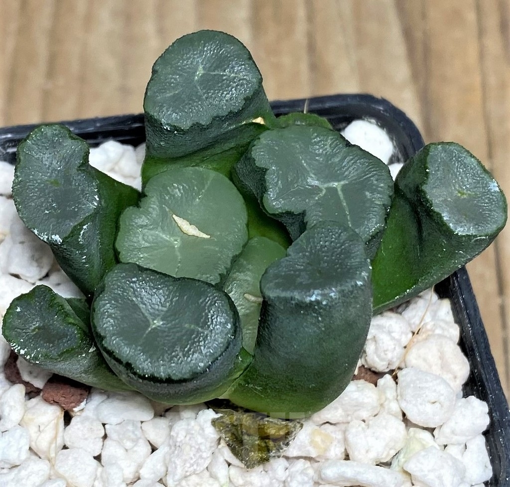 SHPR18450 Haworthia maughanii - Image 2