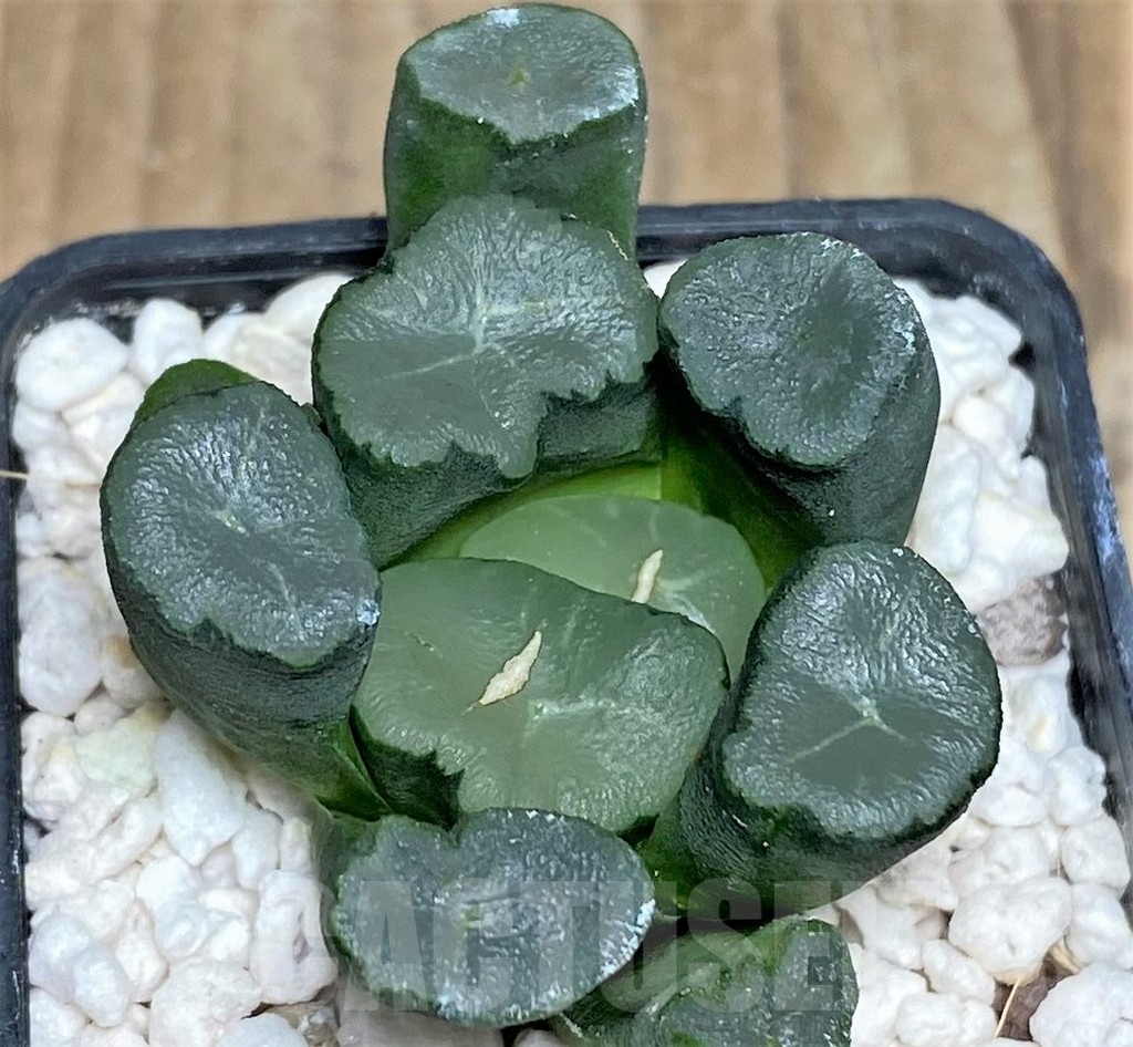 SHPR18450 Haworthia maughanii - Image 3