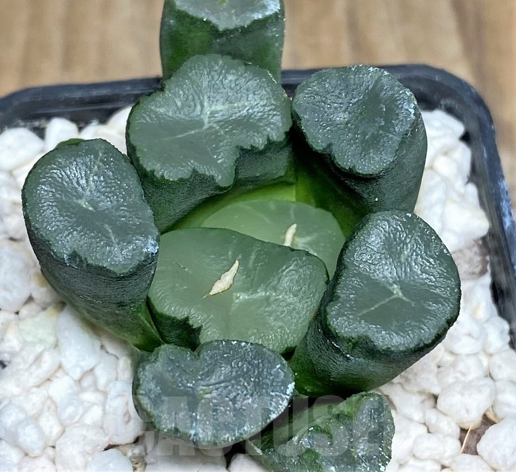 SHPR18450 Haworthia maughanii
