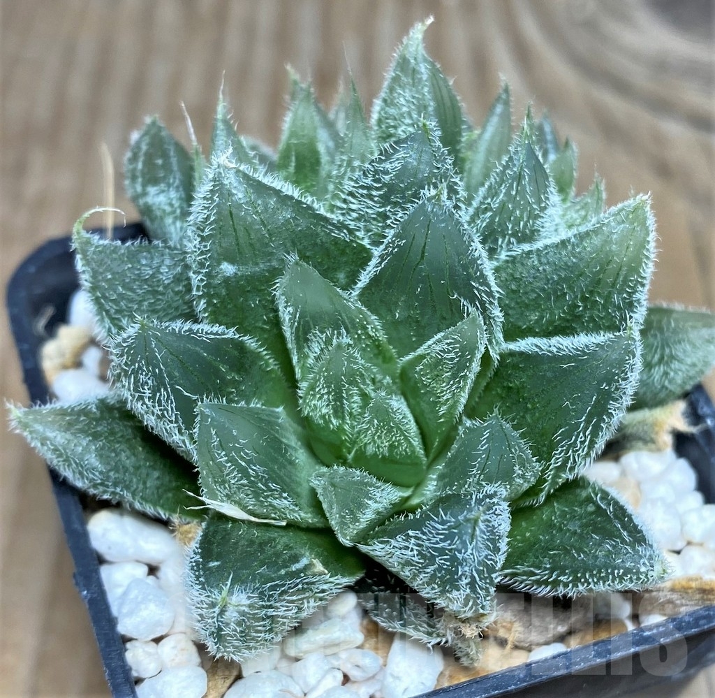 SHPR18451 Haworthia cooperi v. venusta