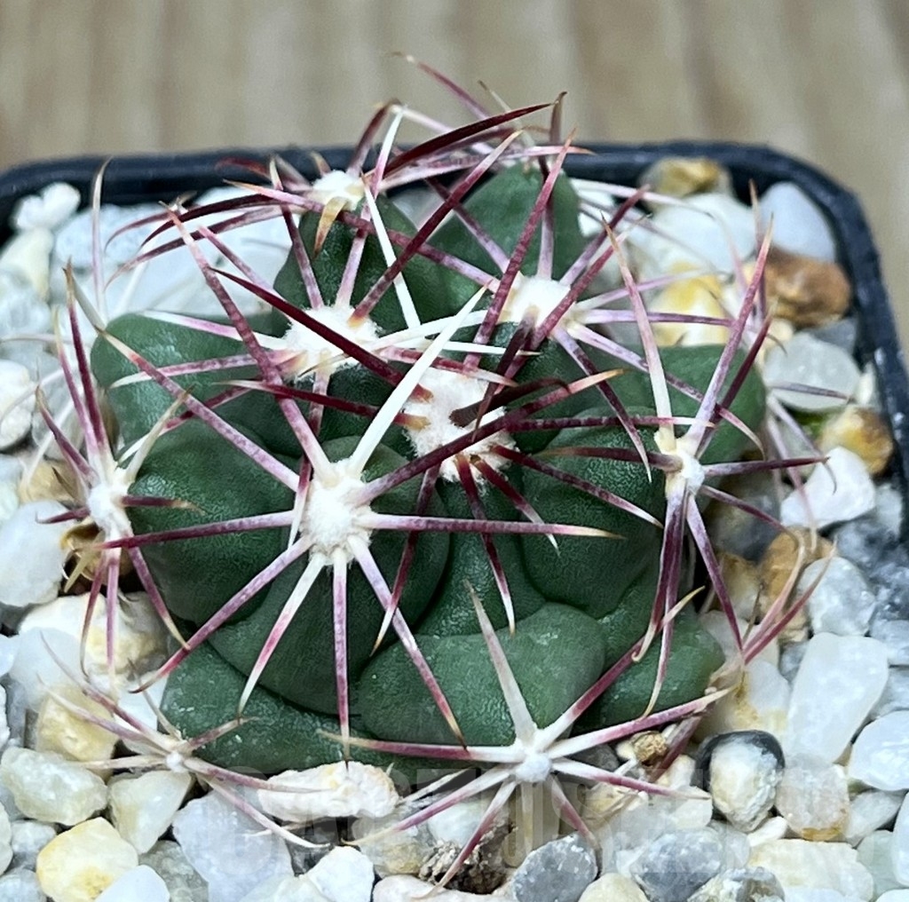 SHPR19012 Thelocactus heterochromus