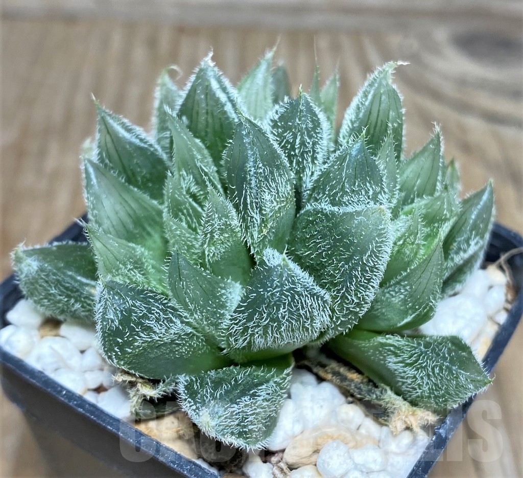 SHPR18451 Haworthia cooperi v. venusta - Image 2