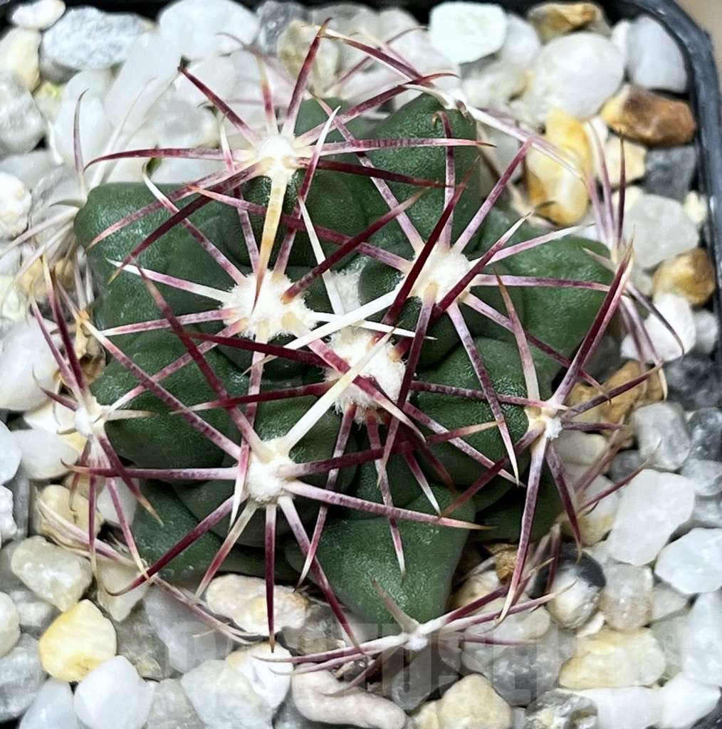 SHPR19012 Thelocactus heterochromus - Image 2