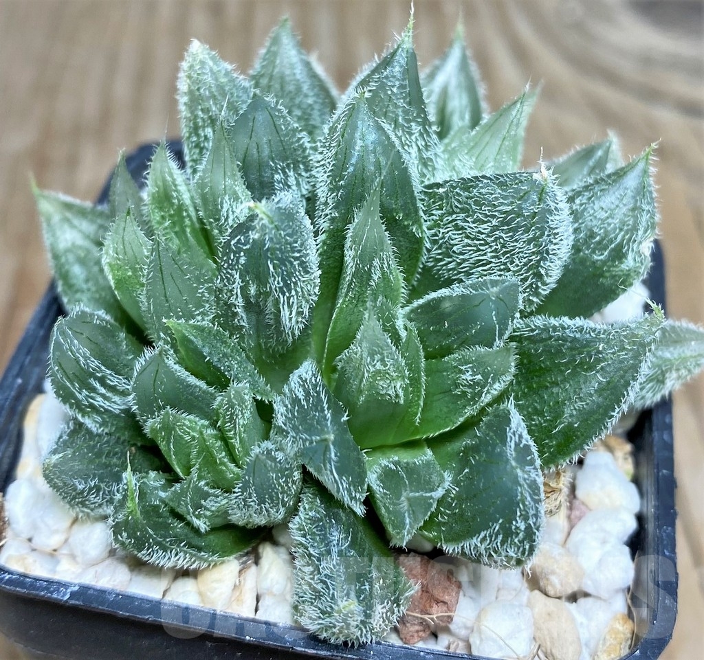 SHPR18451 Haworthia cooperi v. venusta - Image 3