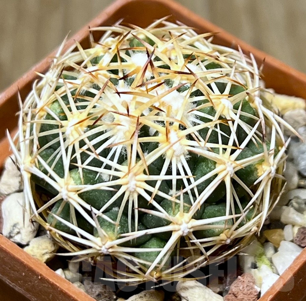 SHPR19014 Coryphantha radians