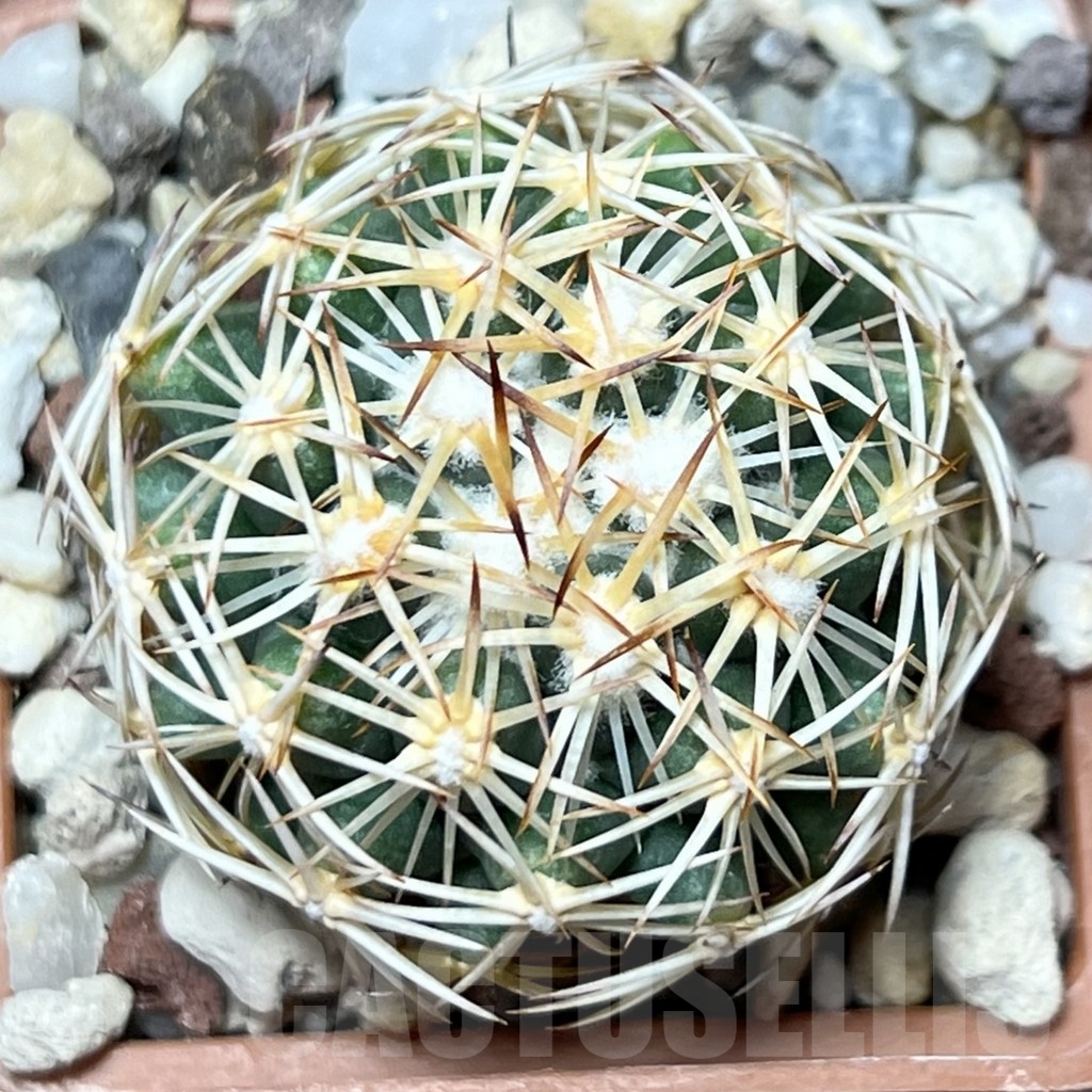 SHPR19014 Coryphantha radians – Bild 2