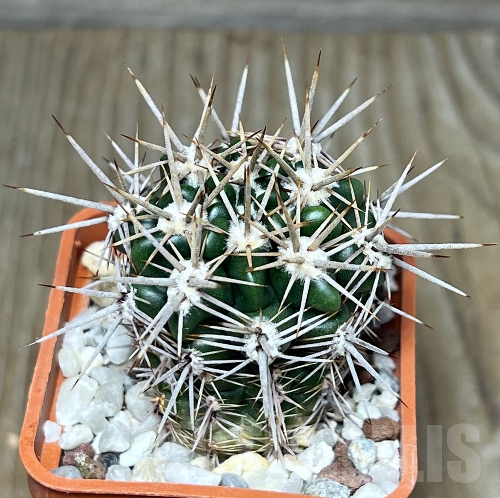 SHPR19015 Gymnocalycium horridispinum STO-480