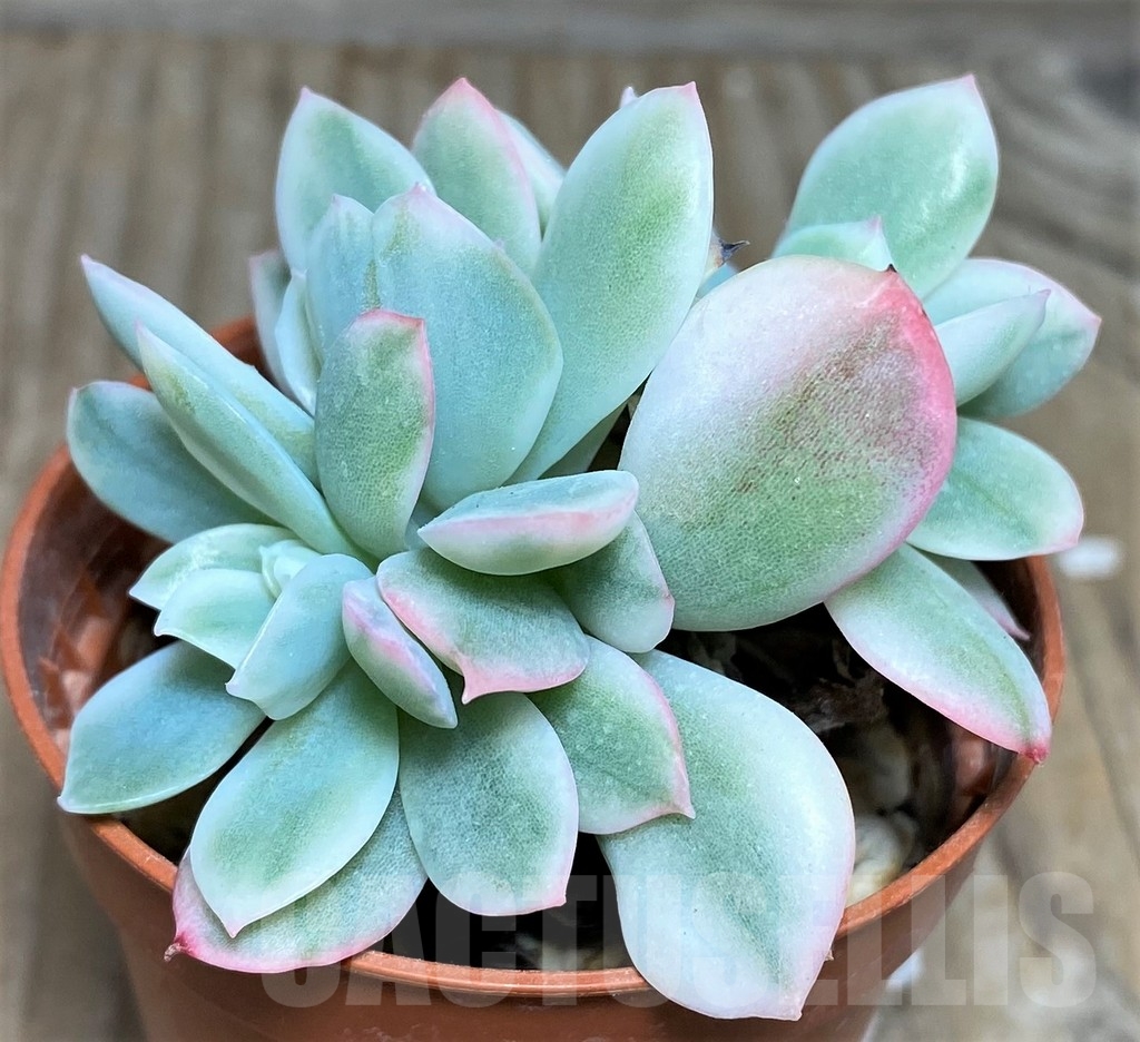 SHPR18454 Echeveria ‘Lemon Lime’ f. variegata - Image 2