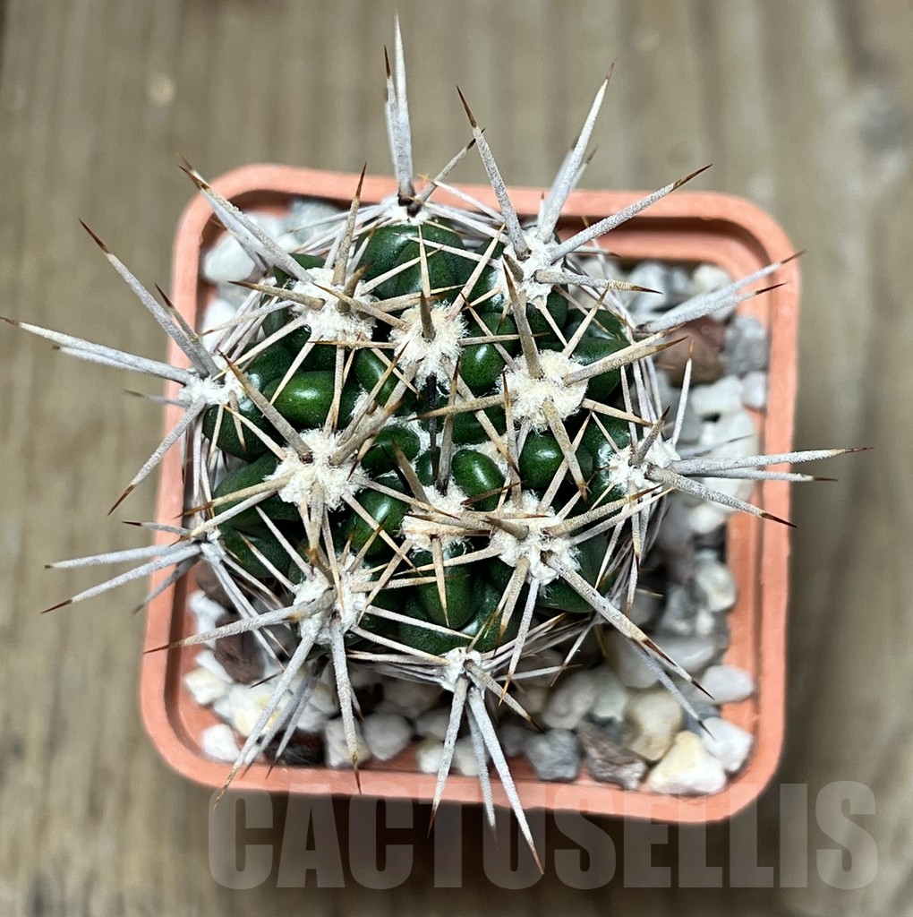 SHPR19015 Gymnocalycium horridispinum STO-480 - Imagen 2