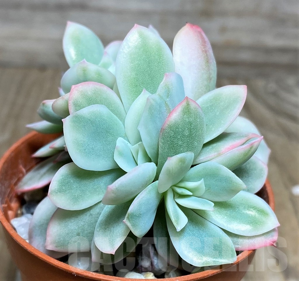 SHPR18454 Echeveria ‘Lemon Lime’ f. variegata - Image 3