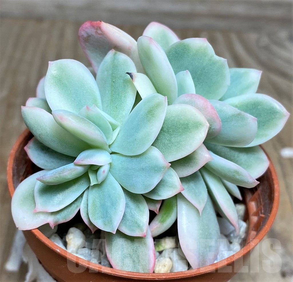 SHPR18454 Echeveria ‘Lemon Lime’ f. variegata