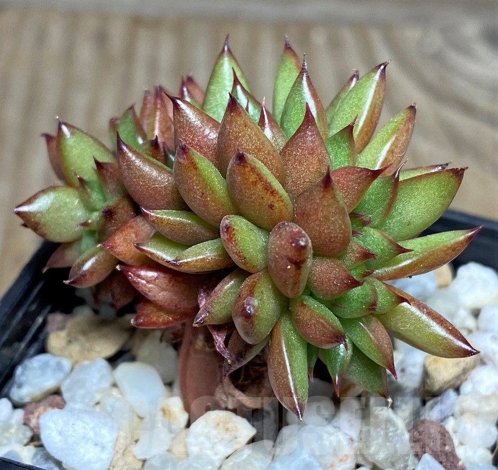SHPR18455 Echeveria agavoides f. cristata - Image 2
