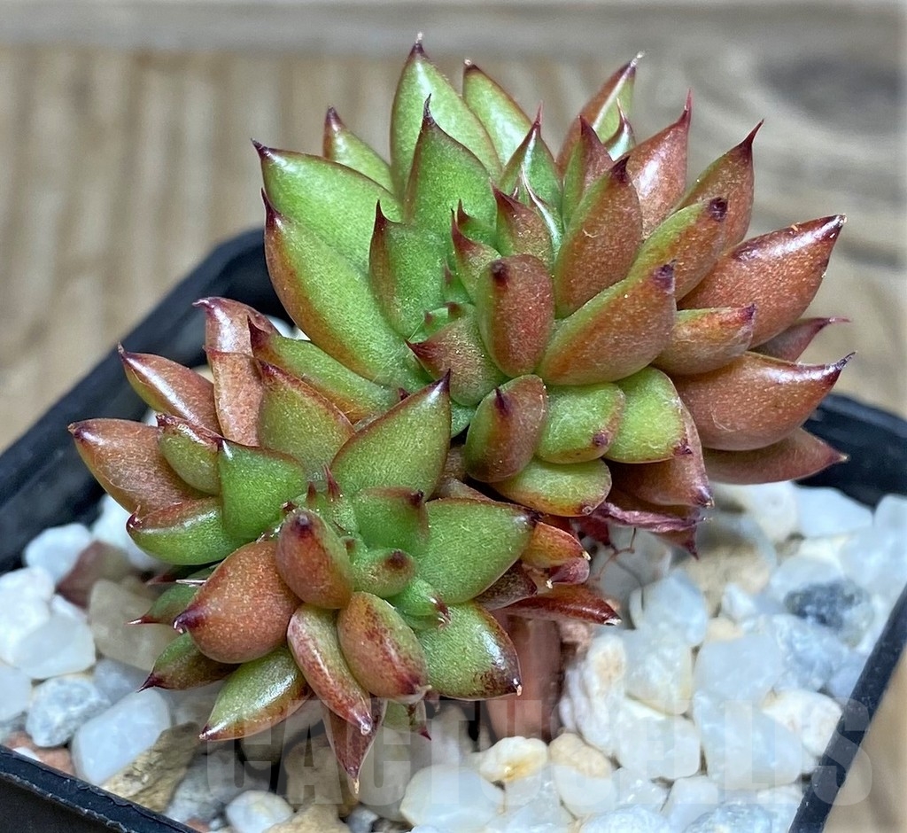 SHPR18455 Echeveria agavoides f. cristata