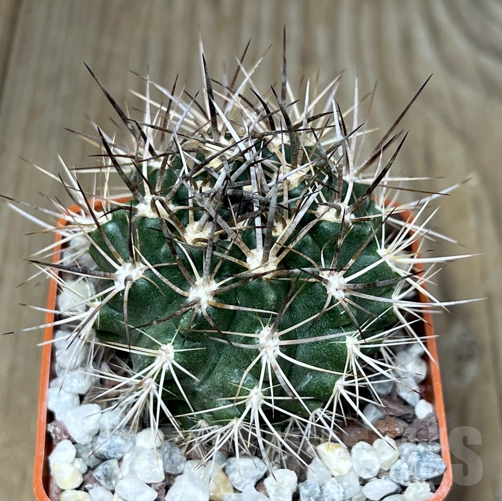 SHPR19017 Neoporteria eriosyzoides ex MG 1030.891