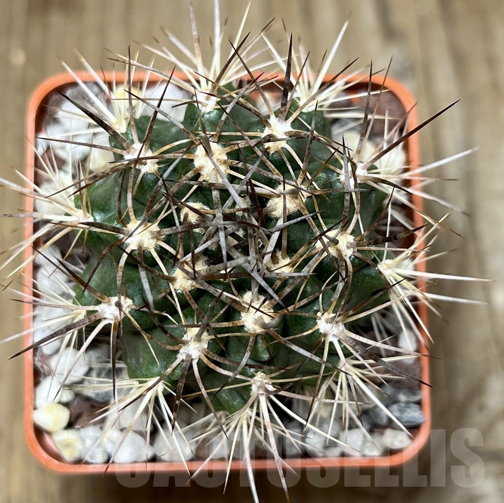 SHPR19017 Neoporteria eriosyzoides ex MG 1030.891 - Imagen 2