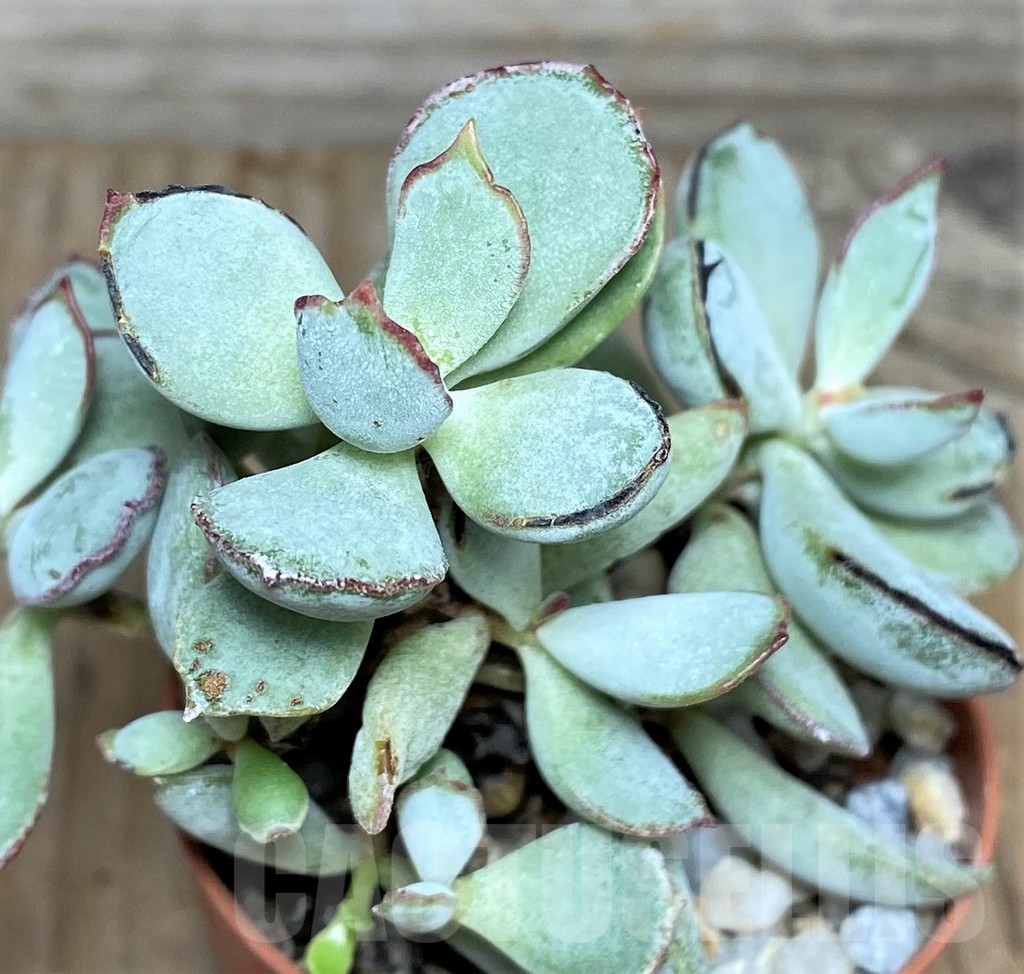 SHPR18456 Cotyledon orbiculata oviferum