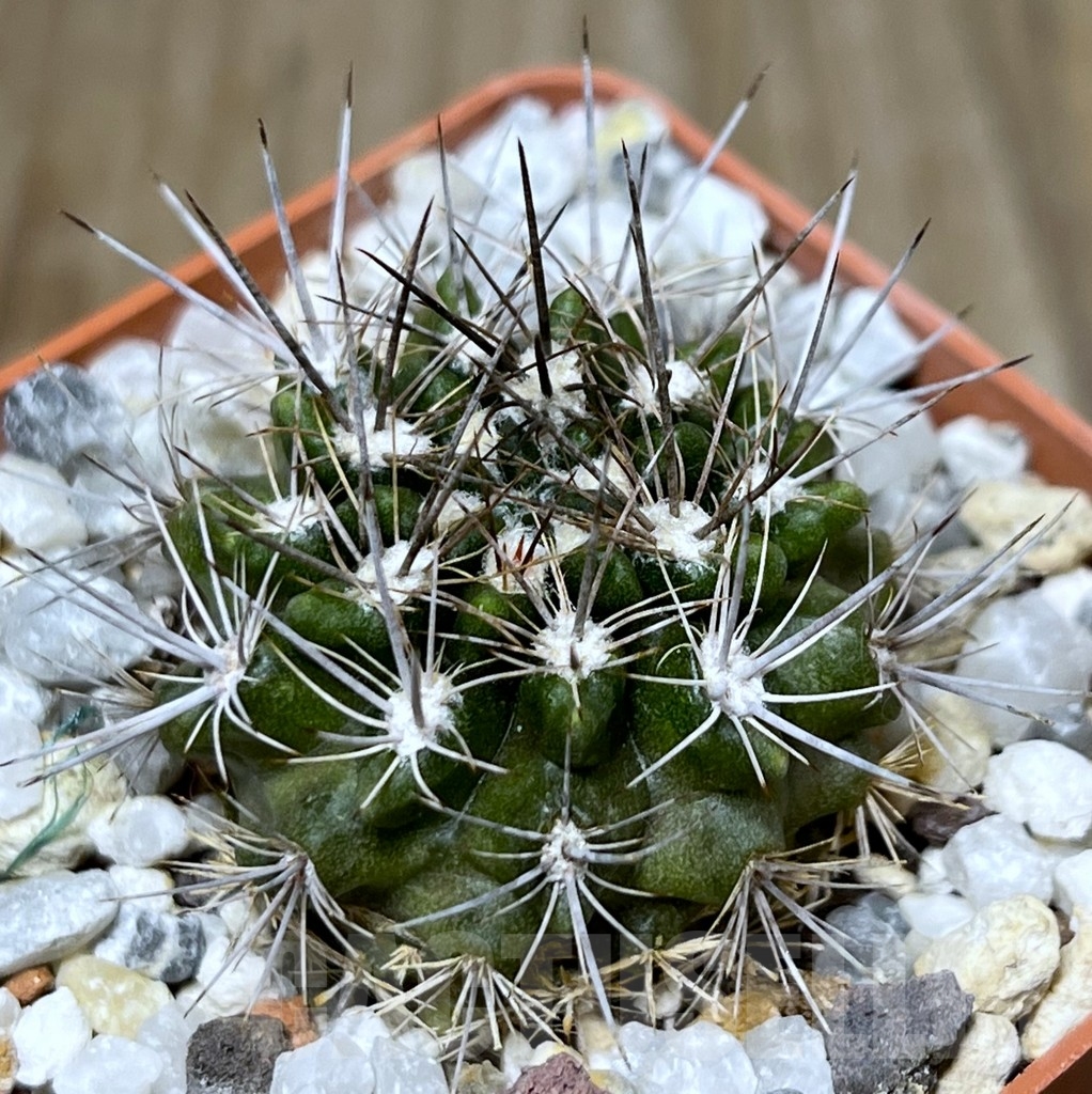 SHPR19018 Neoporteria eriosyzoides ex MG 1030.891