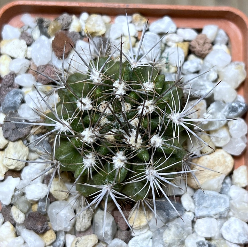 SHPR19018 Neoporteria eriosyzoides ex MG 1030.891 - Imagen 2