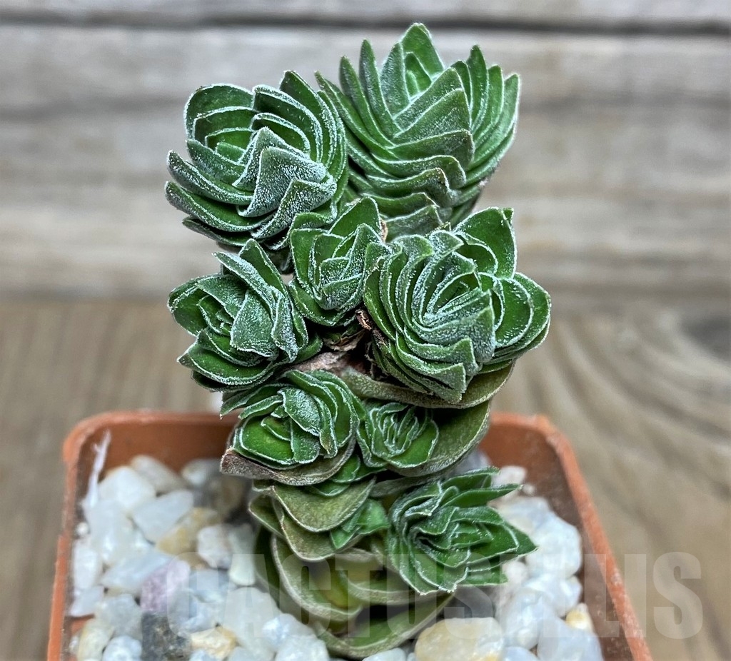 SHPR18457 Crassula 'Buddha's Temple' - immagine 2