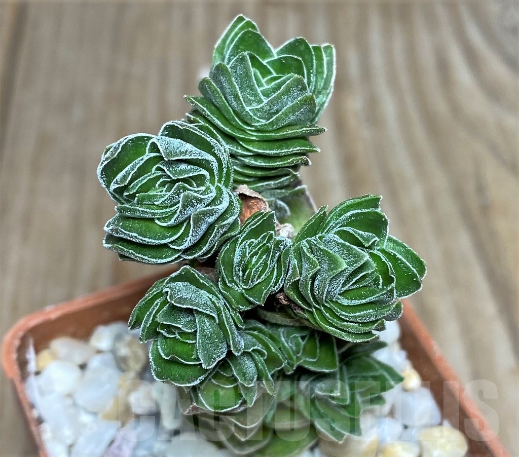 SHPR18457 Crassula 'Buddha's Temple'