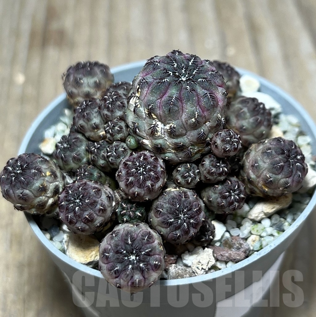 SHPR19019 Sulcorebutia rauschii