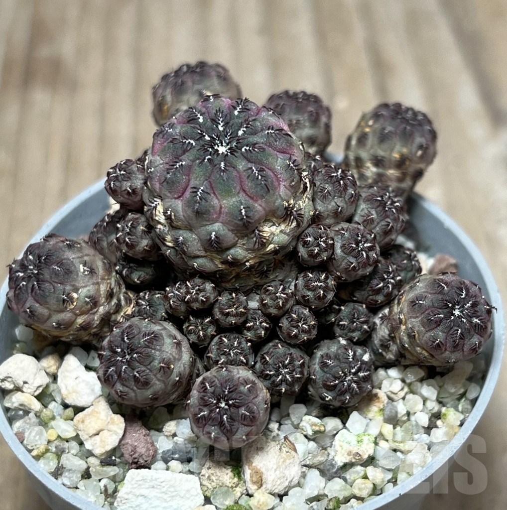 SHPR19019 Sulcorebutia rauschii - Imagen 2