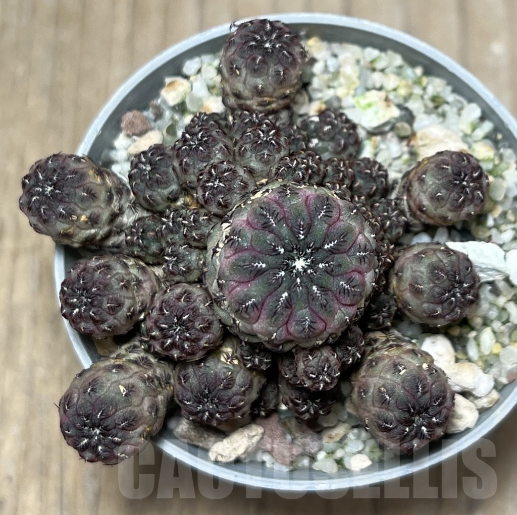 SHPR19019 Sulcorebutia rauschii - Imagen 3