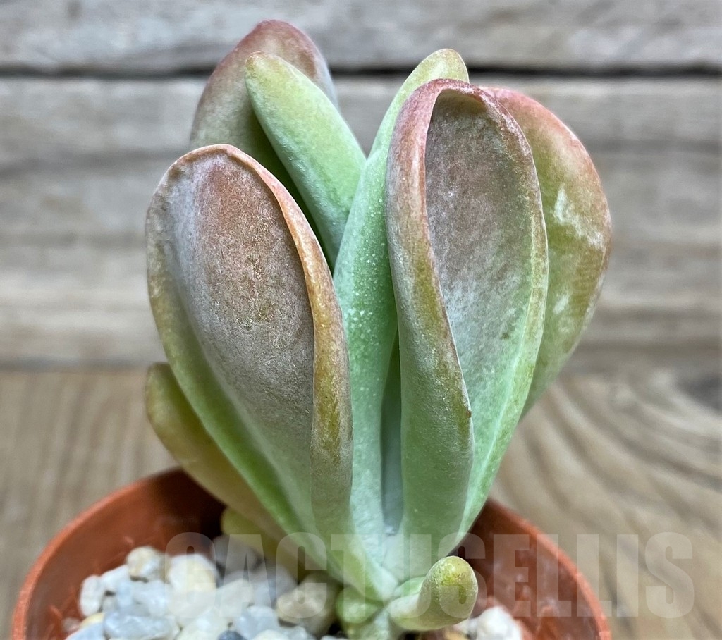 SHPR18458 Kalanchoe thyrsiflora 'Monstruosa'