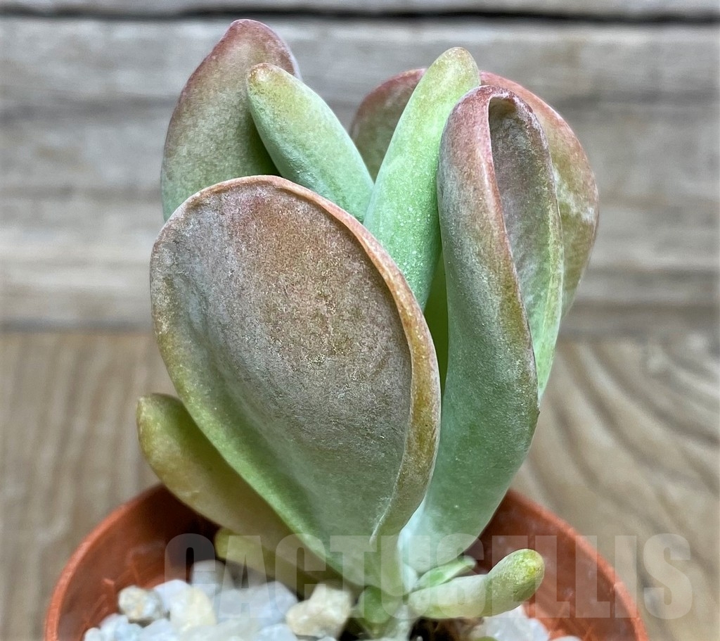 SHPR18458 Kalanchoe thyrsiflora 'Monstruosa' - immagine 2