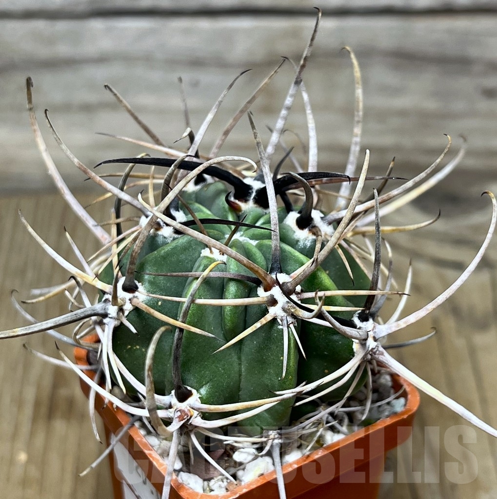 SHPR19020 Lobivia ferox DSF-0453