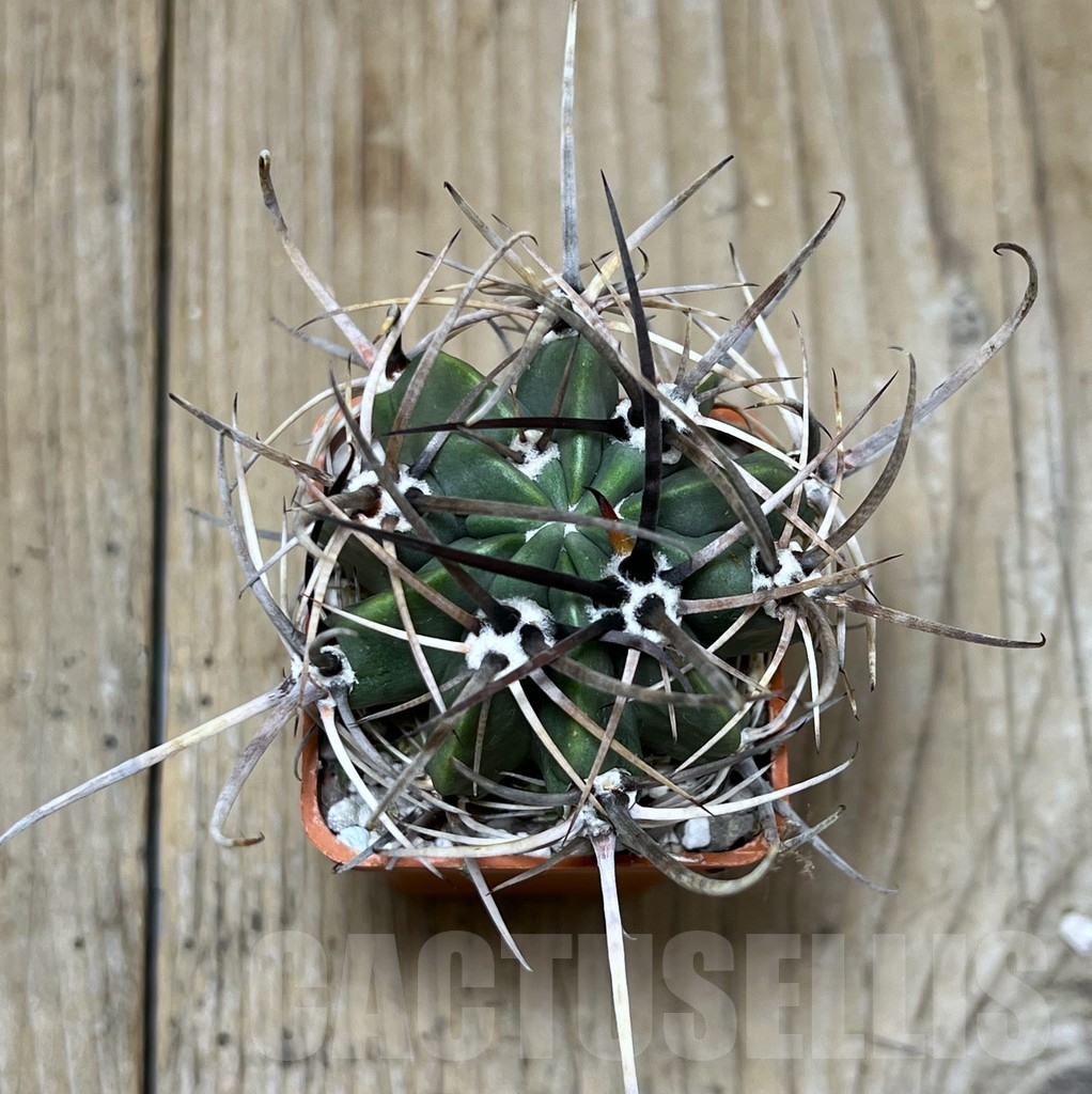 SHPR19020 Lobivia ferox DSF-0453 - 画像 (2)